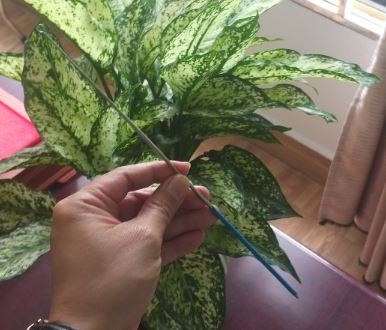 Que cấy vi sinh, hãng Onelab