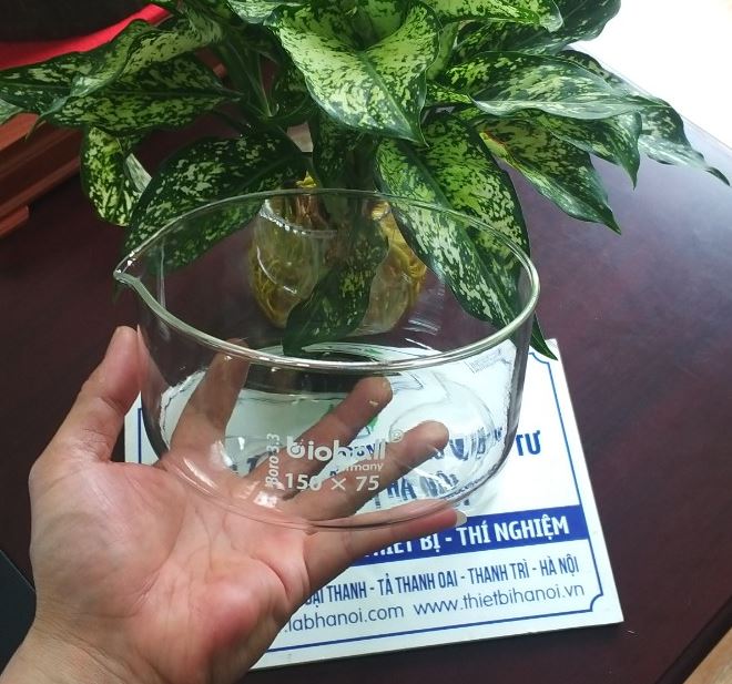 Chậu thủy tinh có mỏ kích thước 60 x 35mm, hãng Biohall