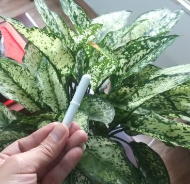 Thanh khuấy từ có vòng tròn giữa thân 6 x 50mm, hãng Onelab