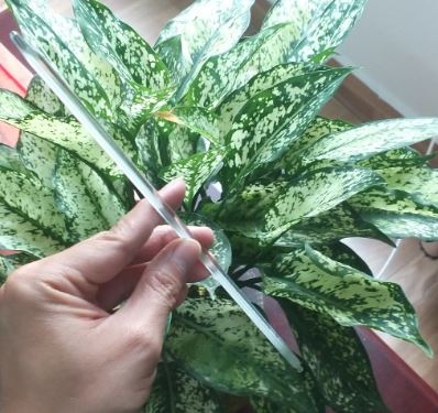 Nhiệt kế thủy ngân 0 đến 50 độ C, hãng Onelab