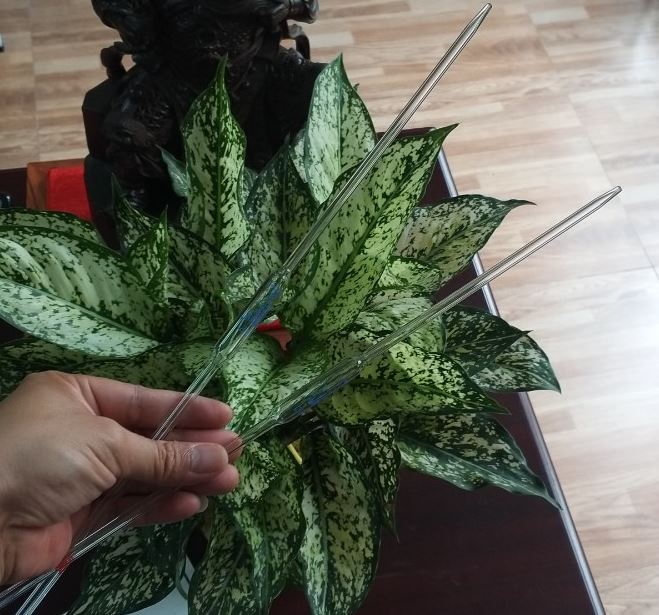 Pipettes bầu thủy tinh 50ml, loại Class AS, hãng Biohall