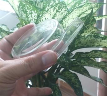 Đĩa petri thủy tinh phi 100mm, hãng Onelab