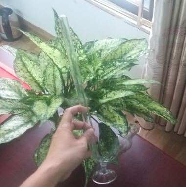 Ống lên men 25ml, hãng Onelab