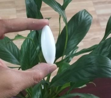 Con khuấy từ hình quả trám 15 x 40mm, hãng Onelab