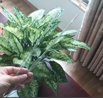 Pipet bầu thủy tinh 25ml hãng Onelab